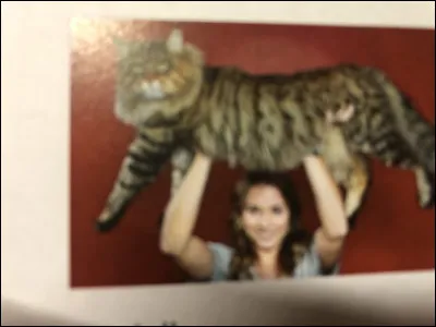 Quelle est cette race de chat ?