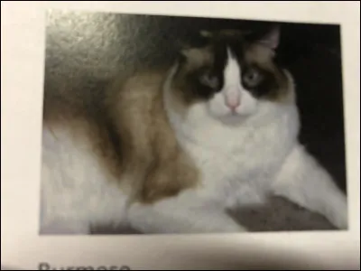 Quelle est cette race de chat ?