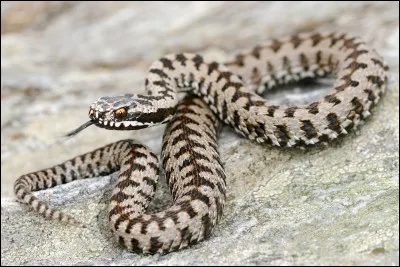 Quelle espèce de serpent peut être "du Gabon" ou "péliade" ?