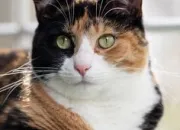Quiz Les chats : culture gnrale et littrature