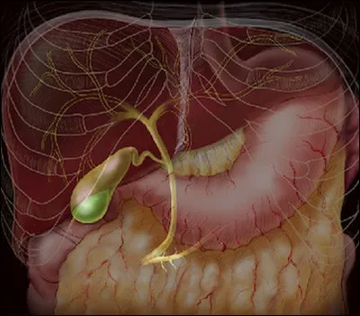 Quel est ce réservoir en forme de poire, situé sous le foie, et qui est drainé par le canal cystique ?