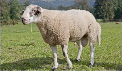 Quel est cet animal ?