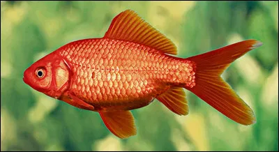 Quel est cet animal ?