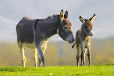 Quel est cet animal ?