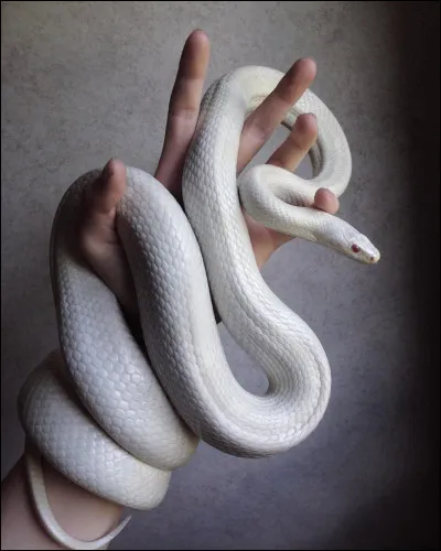 Quel est cet animal ?