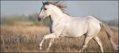 Quel est cet animal ?