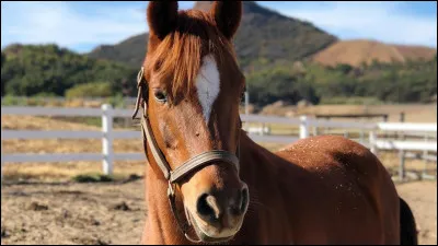Le tapis se situe sur la tête du cheval.