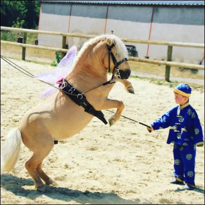À l’équitation on ne fait que du dressage.