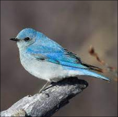 Quel est le nom de cet oiseau bleu emblème des États américains de l'Idaho et du Nevada ?