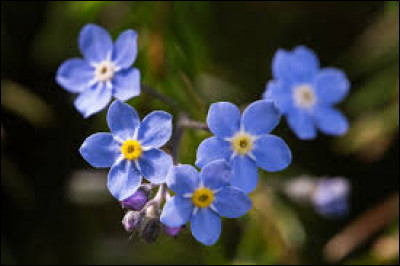 Quel est le nom de cette fleur aux pétales de couleur bleue ?