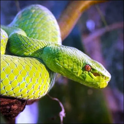 Quel serpent g&eacute;n&eacute;ralement non venimeux avale-t-on quand on fait quelque chose &agrave; contrec�ur ?