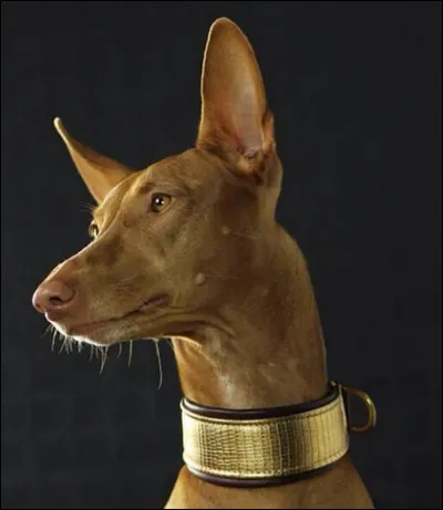 Découvert dans une magnifique tombe dans la nécropole de Gizeh d'un chien faisait probablement partie de la garde royale sous la IVe dynastie. Qui est-il ?