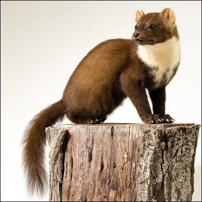 Quelle femme, décédée le 9 février 1982, à Paris, fut aviatrice, espionne et femme politique ?