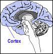 Quelle catégorie de tissu du système nerveux au niveau de l'encéphale le cortex désignet-il ?