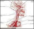 Parmi ces trois artres, laquelle vient directement irriguer le cerveau ?