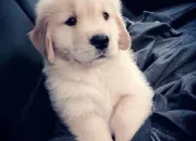 Test Quel chien est fait pour toi ?
