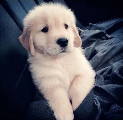Lequel de ces 4 chiens te convient le mieux ?