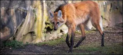 Comment se nomme ce mammifère faisant partie de la famille des canidés ?