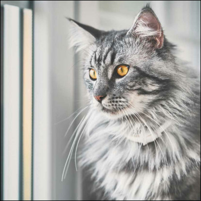 Quelle est cette chose ?