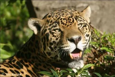 Quelle est sa race ?