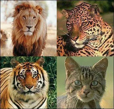 Que mangent les flins gnralement ?