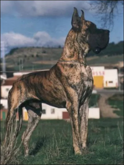 Quelle est la race de ce chien ?