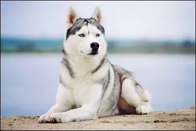 Quelle est cette race de ce chien ?