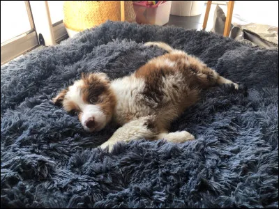 Quelle est la race de ce chien ?