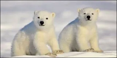 Il partage son habitat avec...