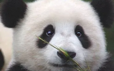 Quiz Panda