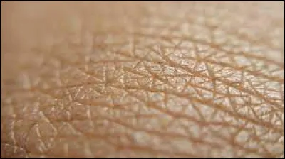 Quels sont les noms des trois couches de la peau ?