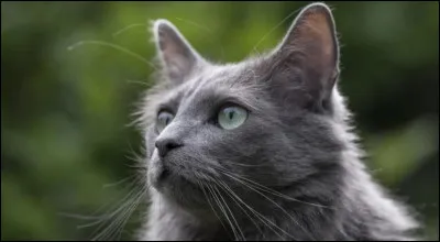 Qui est le descendant du clan du Ciel, qui le savait grâce à sa mère (quels sont ses noms) ?