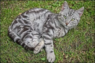 Qui est la nouvelle guérisseuse du clan du Ciel ?