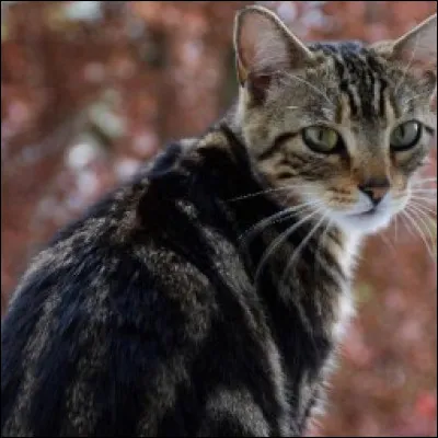 Quel est le nom de guerrier de Nuage de Merle ?