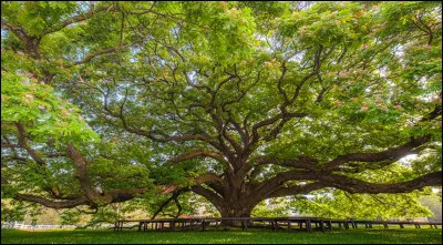 Larbre éternel est constitué d