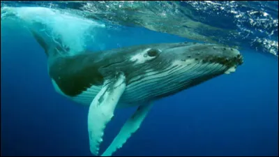 Par quoi se font tuer les baleines dans le tome 5 ?