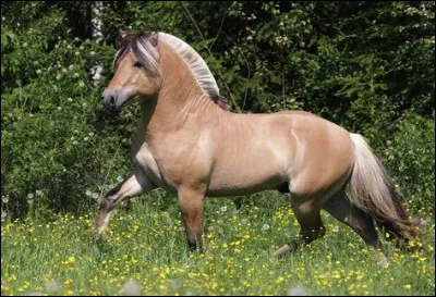 La crinière peut être...