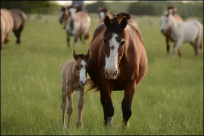 Combien de temps dure la gestation d'une jument ?