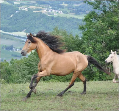 Quel est le mécanisme du galop à gauche ?