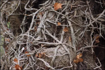 Quel arbre ou quelle plante apprécies-tu parmi les suivant(e)s ?