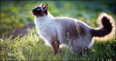 Quel est ton caractère ?