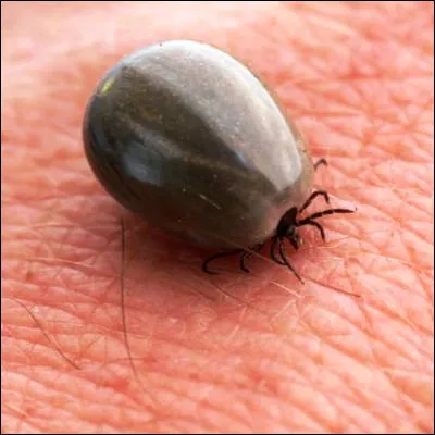 &Agrave; quel ensemble d�arthropodes appartiennent les tiques ?