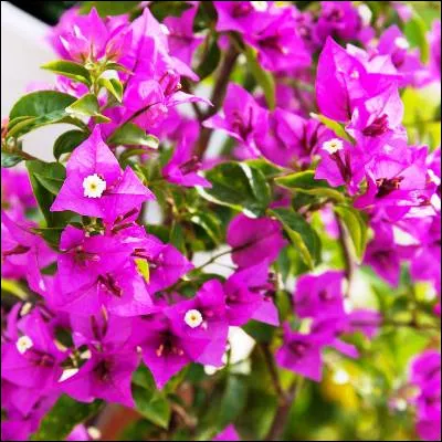 Lequel de ces arbustes, aux fleurs violettes, dont le nom vient d�un explorateur fran&ccedil;ais, existe ?