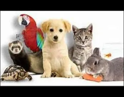 Ton animal préféré est :