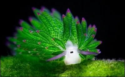 Dans lequel de ces films, Fernandel tient-il six rôles différents ?