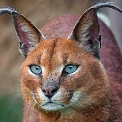 Quel est ce félin, certes très joli ?