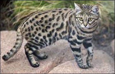 Qu'il est beau ! Mais comment s'appelle-t-il ?