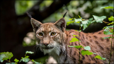 Quel est ce félin ?