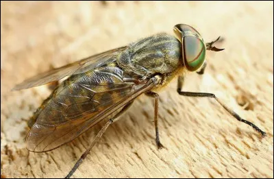 Quel est cet insecte ?