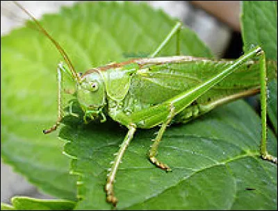 Et celui-ci quel est son nom ?